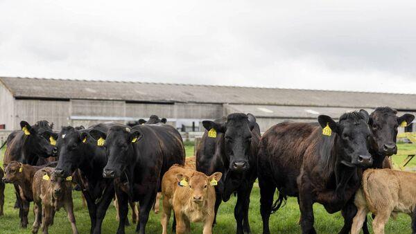 Farm view: Many still muddled among the stars